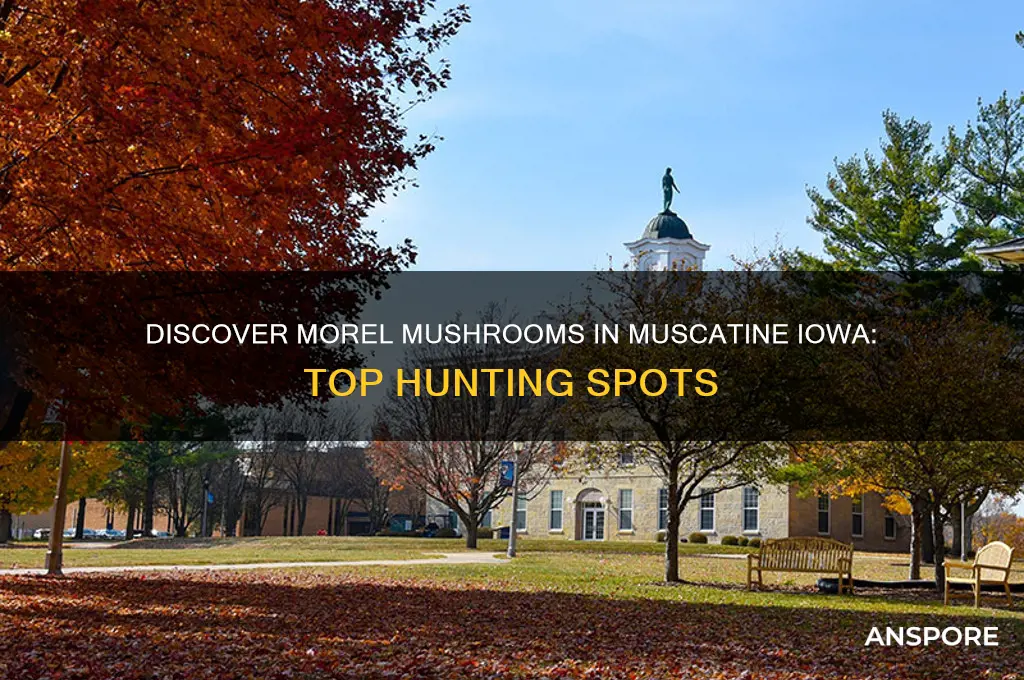 where to find morel mushrooms in muscatine iowa