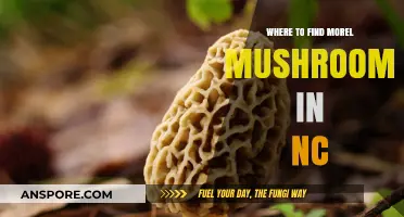 Discover NC's Best Morel Mushroom Hunting Spots and Tips