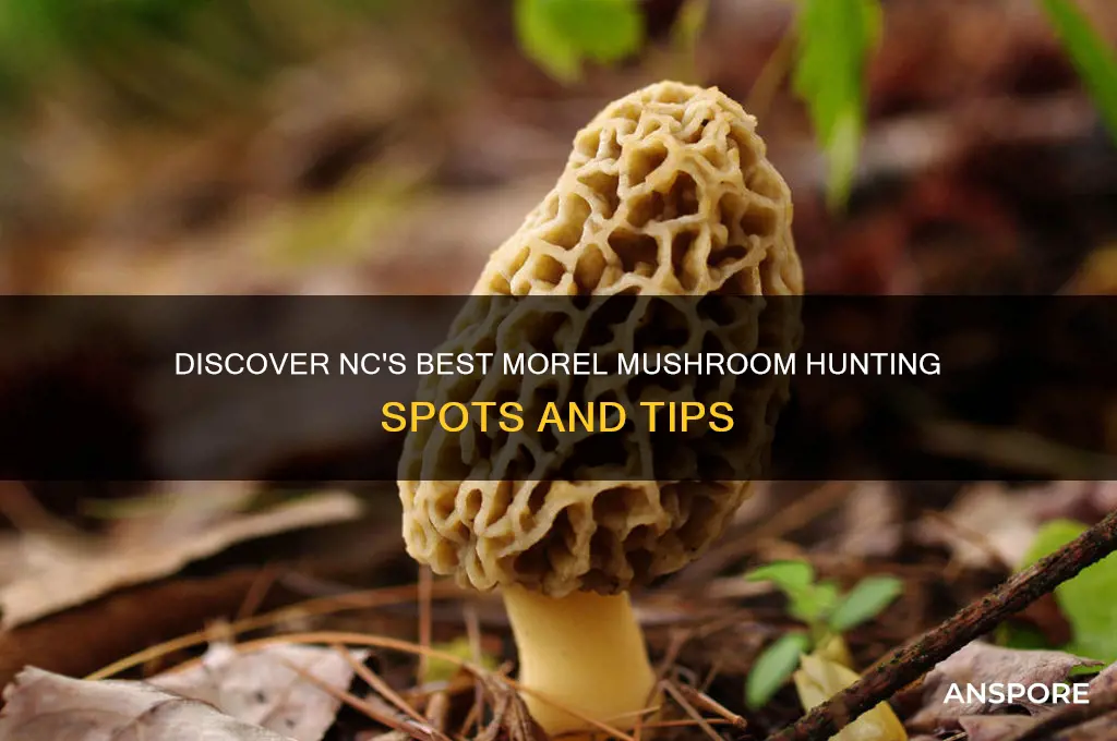 where to find morel mushrooms in nc