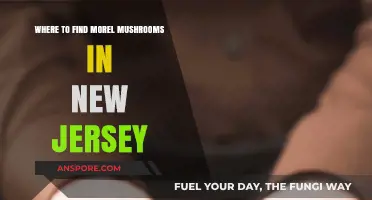 Discovering Morel Mushrooms: Top Spots in New Jersey for Foraging