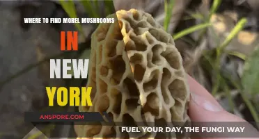 Discover New York's Best Morel Mushroom Hunting Spots