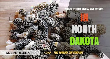 Discover North Dakota's Best Morel Mushroom Hunting Spots
