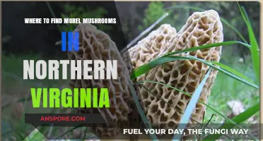 Discover Morel Mushrooms: Top Spots in Northern Virginia for Foraging