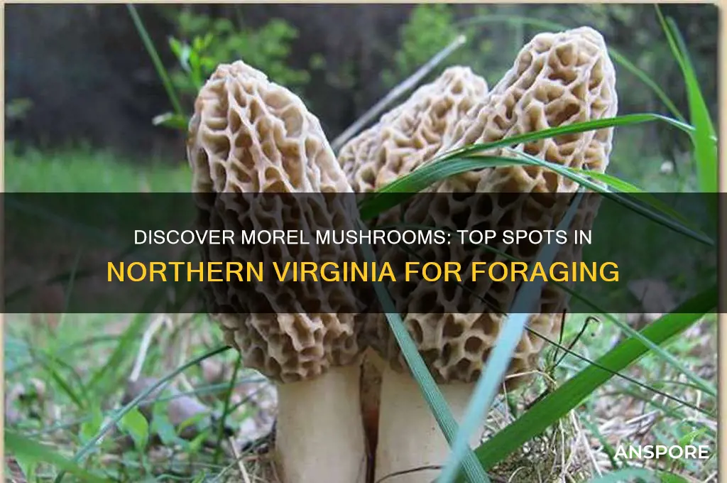 where to find morel mushrooms in northern virginia