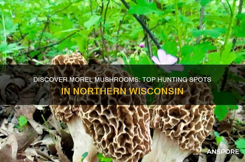 where to find morel mushrooms in northern wisconsin