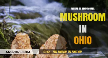Discover Ohio's Best Morel Mushroom Hunting Spots and Tips