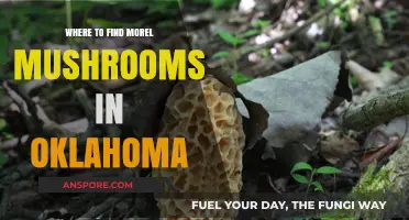 Discover Oklahoma's Best Morel Mushroom Hunting Spots and Tips