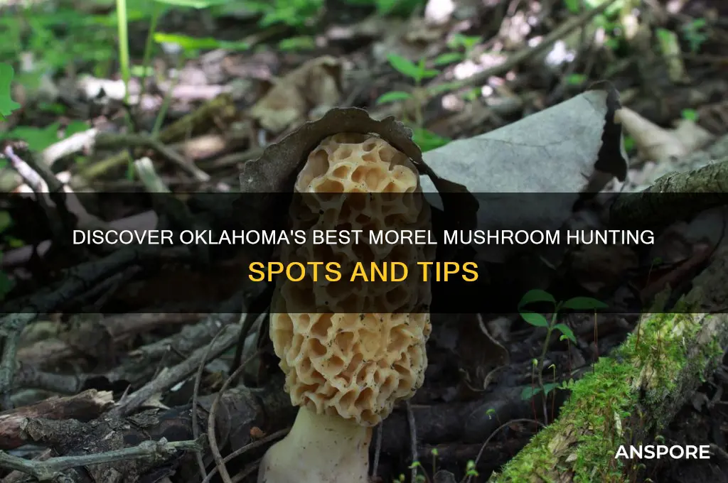 where to find morel mushrooms in oklahoma