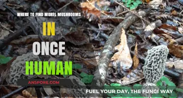 Discover Morel Mushrooms in Once Human: Top Hunting Spots