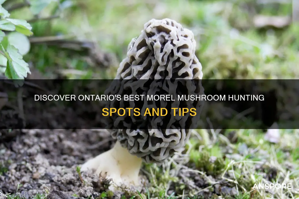 where to find morel mushrooms in ontario