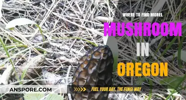 Oregon's Morel Mushroom Hotspots: Best Hunting Locations and Tips