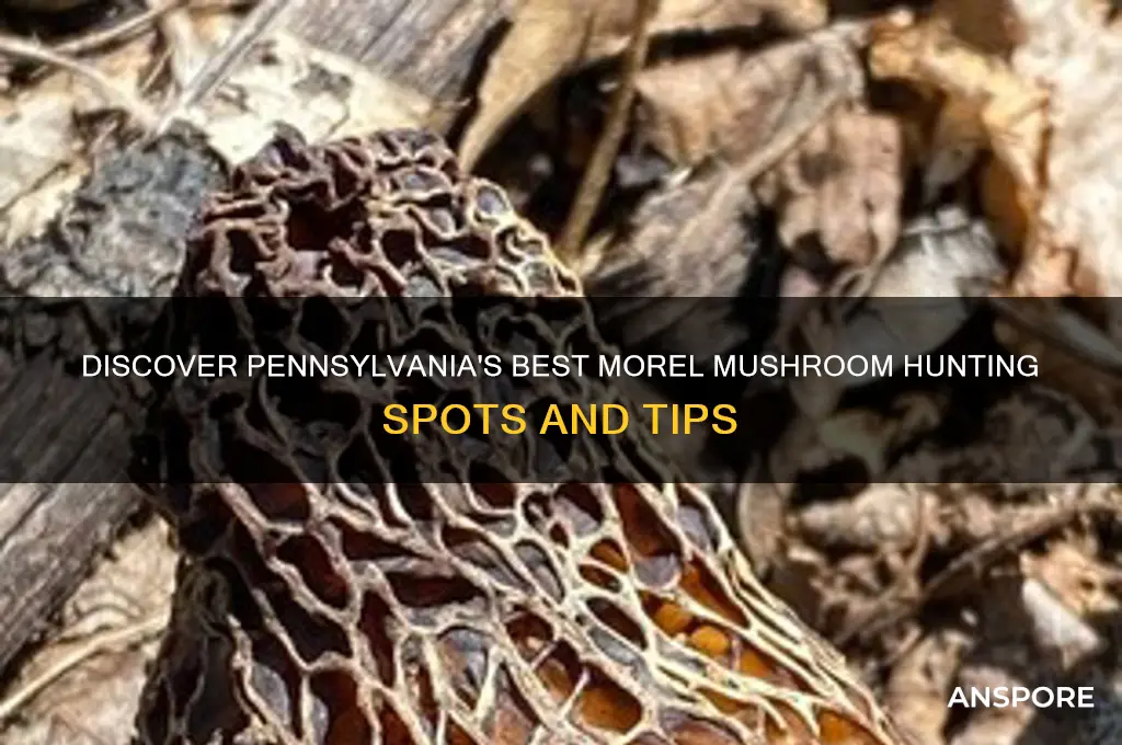 where to find morel mushrooms in pa