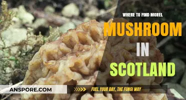 Discover Scotland's Hidden Morel Mushroom Hotspots: A Forager's Guide