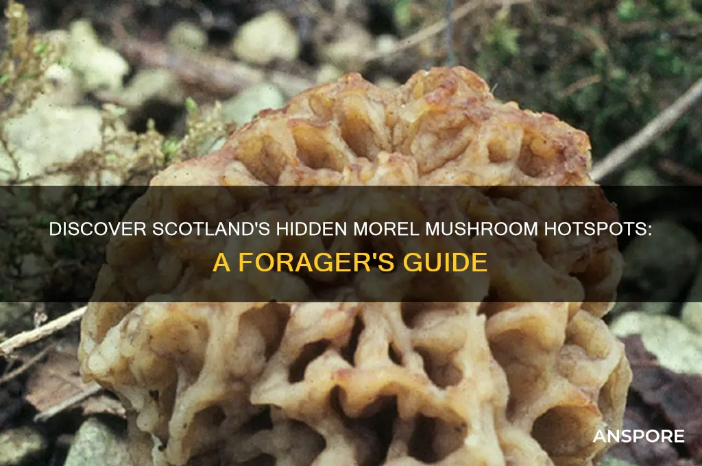 where to find morel mushrooms in scotland