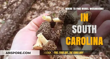 Discover South Carolina's Best Morel Mushroom Hunting Spots