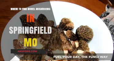 Discover Springfield MO's Best Morel Mushroom Hunting Spots This Spring