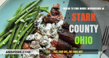 Discover Stark County Ohio's Best Morel Mushroom Hunting Spots