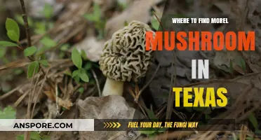 Discover Texas' Best Morel Mushroom Hunting Spots and Tips