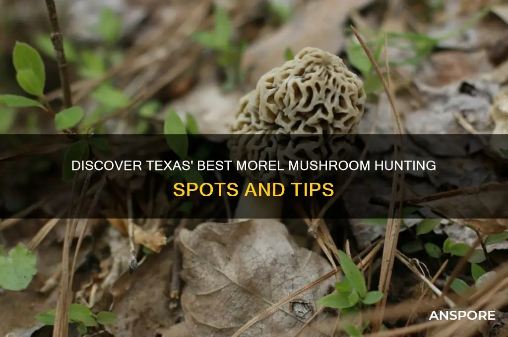 where to find morel mushrooms in texas