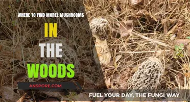 Discover Hidden Morel Mushrooms: Prime Woodland Spots for Foragers