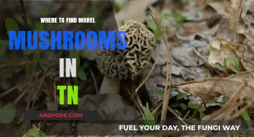 Discover TN's Best Morel Mushroom Hunting Spots and Tips