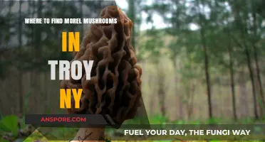 Discover Morel Mushrooms in Troy, NY: Top Hunting Spots