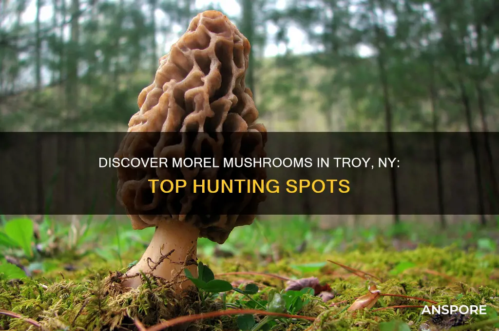 where to find morel mushrooms in troy ny