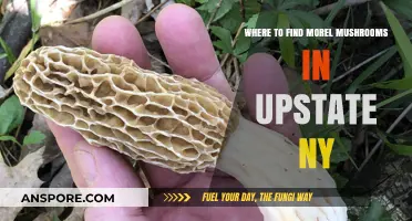 Discovering Morel Mushrooms: Top Spots in Upstate NY for Foraging