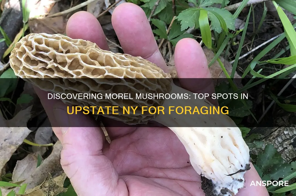 where to find morel mushrooms in upstate ny