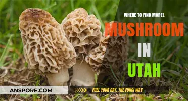 Utah's Hidden Morel Mushroom Hotspots: A Forager's Ultimate Guide
