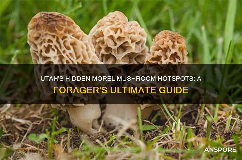 where to find morel mushrooms in utah