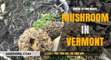 Discover Vermont's Best Morel Mushroom Hunting Spots and Tips