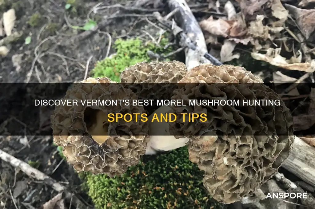 where to find morel mushrooms in vermont
