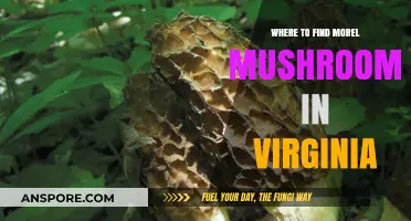 Discover Virginia's Best Morel Mushroom Hunting Spots and Tips