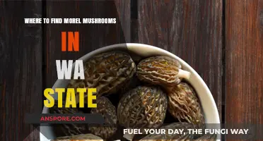 Discover WA's Best Morel Mushroom Hunting Spots: A Forager's Guide