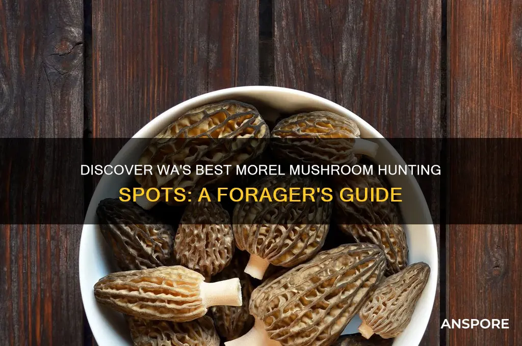 where to find morel mushrooms in wa state