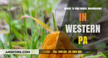 Discover Western PA's Best Morel Mushroom Hunting Spots