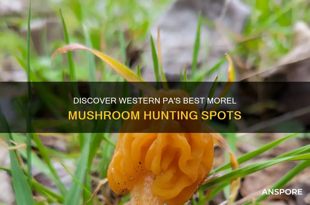 where to find morel mushrooms in western pa