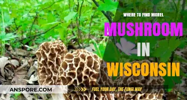 Discover Wisconsin's Best Morel Mushroom Hunting Spots and Tips