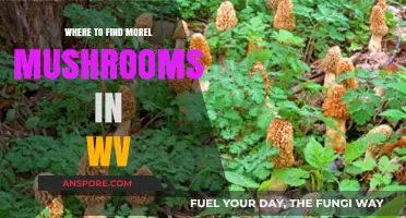 Discover West Virginia's Best Morel Mushroom Hunting Spots