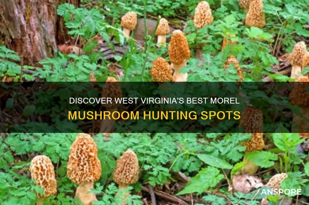 where to find morel mushrooms in wv