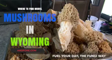 Discover Wyoming's Hidden Morel Mushroom Hotspots: A Forager's Guide
