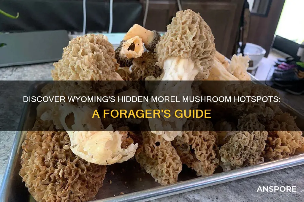 where to find morel mushrooms in wyoming