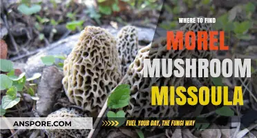 Discover Missoula's Best Morel Mushroom Hunting Spots and Tips