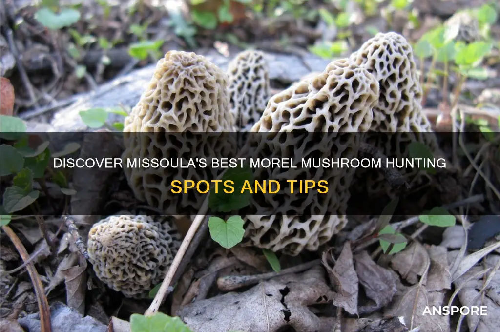 where to find morel mushrooms missoula