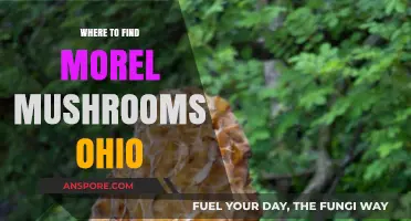 Ohio's Best Morel Mushroom Hunting Spots: A Forager's Guide