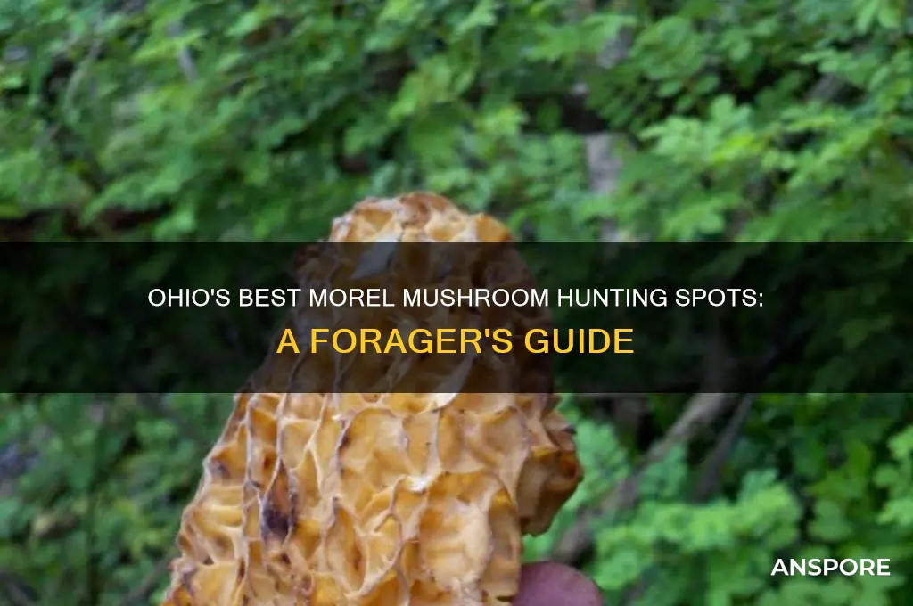 where to find morel mushrooms ohio