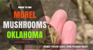 Oklahoma Morel Mushroom Hunting: Top Spots for Foraging Success