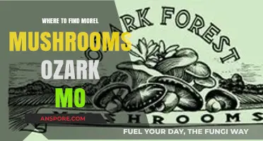 Discover Morel Mushrooms in Ozark, MO: Top Hunting Spots