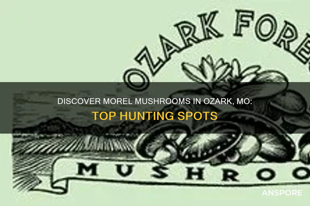 where to find morel mushrooms ozark mo